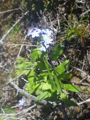 Myosotis afropalustris