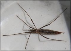 Gynoplistia pedestris