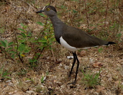 Vanellus lugubris