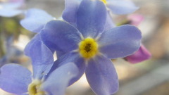 Myosotis afropalustris