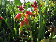 Lachenalia quadricolor