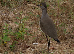 Vanellus lugubris
