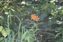 Lilium distichum
