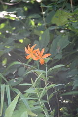 Lilium distichum