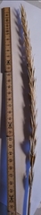 Leymus arenarius