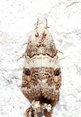 Schinia tertia