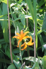 Lilium distichum
