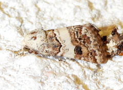 Schinia tertia