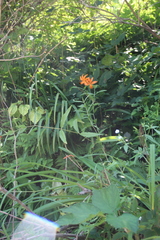 Lilium distichum