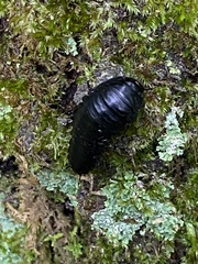 Necrophila americana