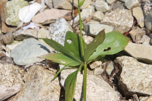 Manchurian turk’s-cap lily