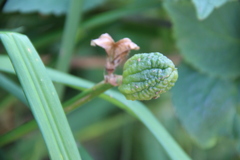 Hemerocallis middendorffii