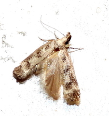 Dichomeris inversella