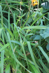 Hemerocallis middendorffii