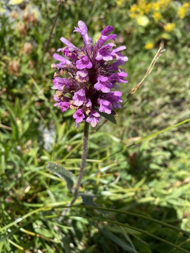 Betonica hirsuta (Betonica hirsuta)