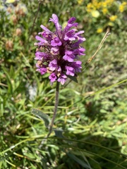 Betonica hirsuta