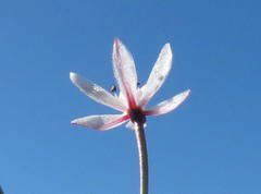 Strumaria tenella tenella