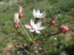 Strumaria tenella tenella