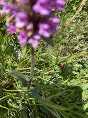 Betonica hirsuta