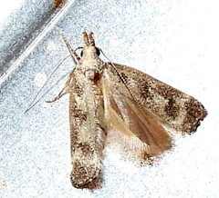 Dichomeris inversella