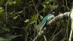 Trogon elegans