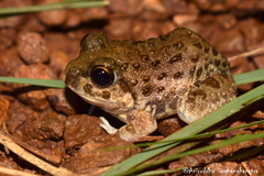 Sphaerotheca breviceps