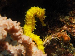 Hippocampus comes