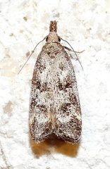 Dichomeris inversella