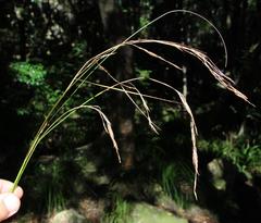 Carex lancea