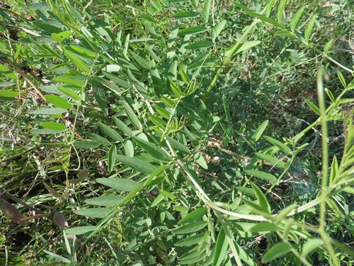 Image of Vicia biennis by no rights reserved