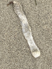 Pyrosoma