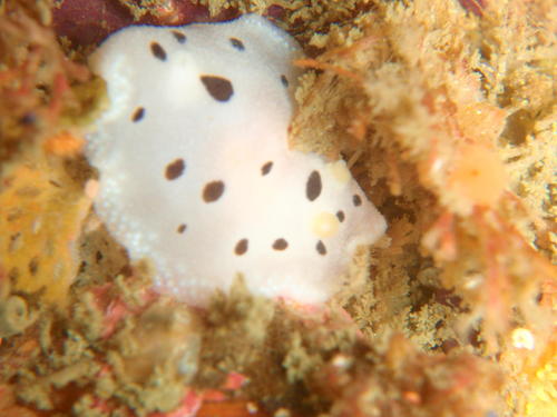 Gargamella bovina