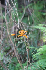 Lilium distichum