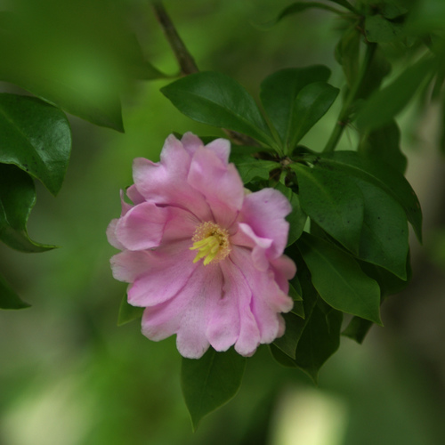 Leuenbergeria quisqueyana · iNaturalist