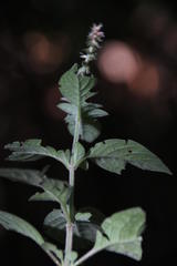 Achyranthes aspera aspera