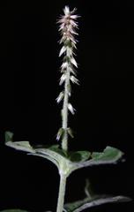 Achyranthes aspera aspera