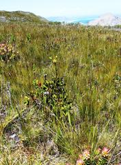 Thesium euphorbioides