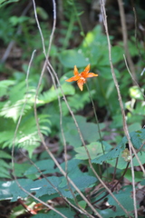 Lilium distichum