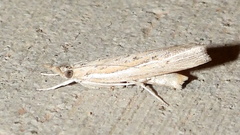 Fissicrambus quadrinotellus