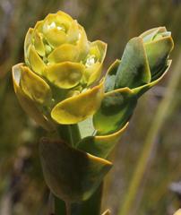 Thesium euphorbioides