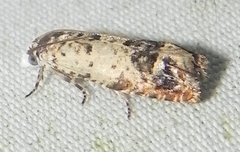 Eucosma ornatula