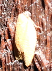 Sparganothis demissana