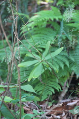 Lilium distichum