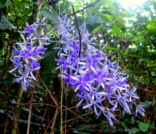 Petrea volubilis