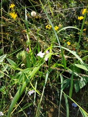 Epilobium adenocaulon