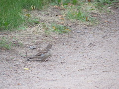 Passer domesticus