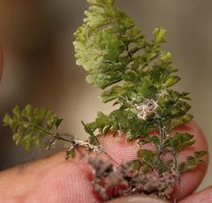 Hymenophyllum capense