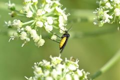 Sciara hemerobioides