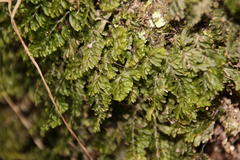 Hymenophyllum capense