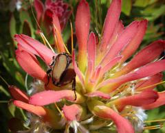 Trichostetha signata